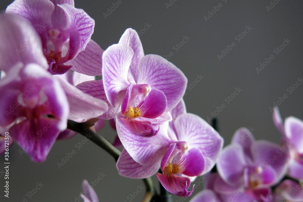 Orchid macro Orchid macro