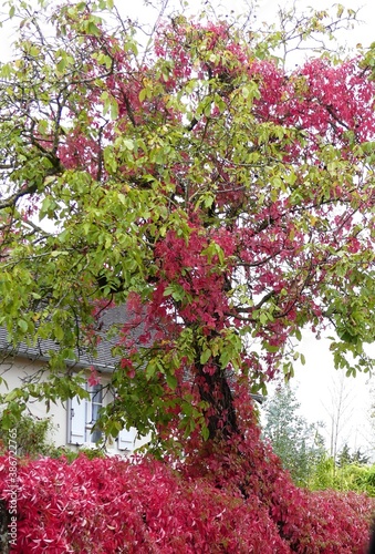 pink and green leaves on a tree in autumn 