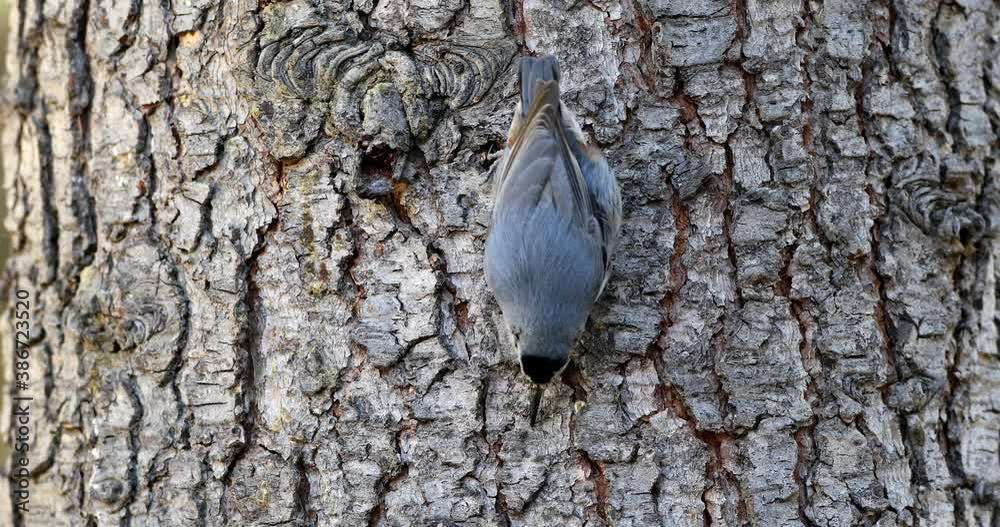 Cute little bird. Nature background. Bird: Krupers Nuthatch. Sitta krueperi.