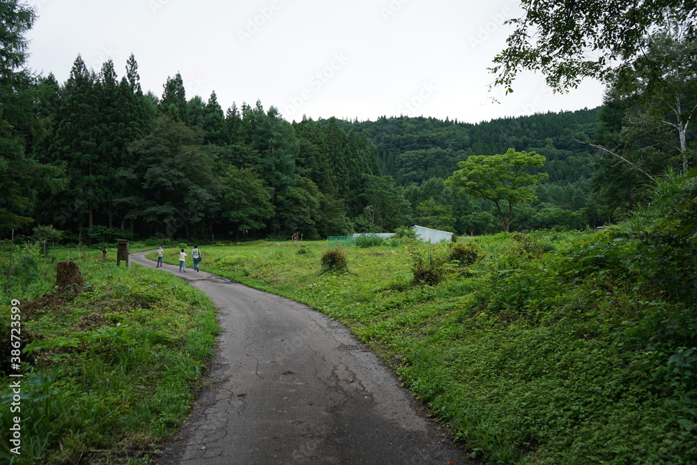 姫川源流自然探勝園　親海湿原　白馬　風景　夏　夏休み　田んぼ