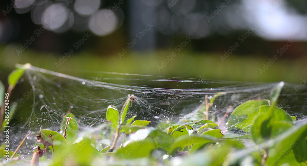 web on leaves of plants in the sun web on leaves of plants in the sun
