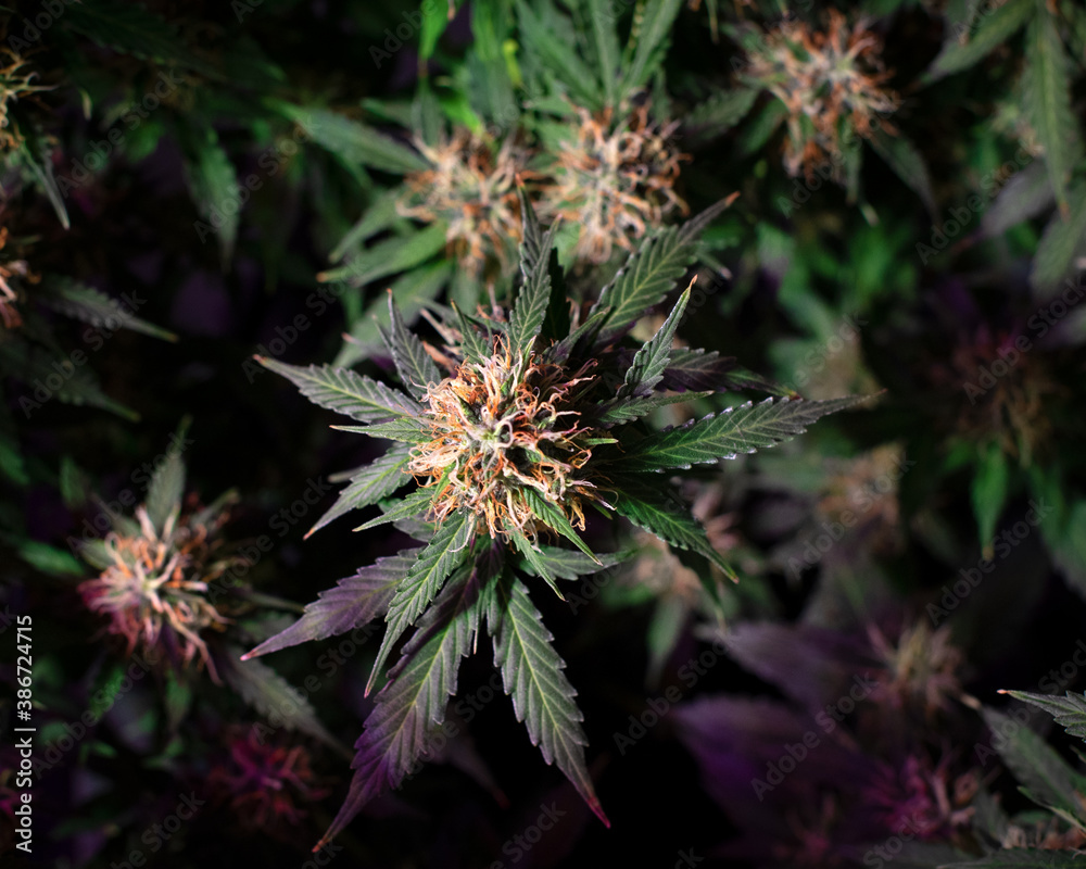 ripening cannabis bud on a bush with green leaves on a black background ripening cannabis bud on a bush with green leaves on a black background