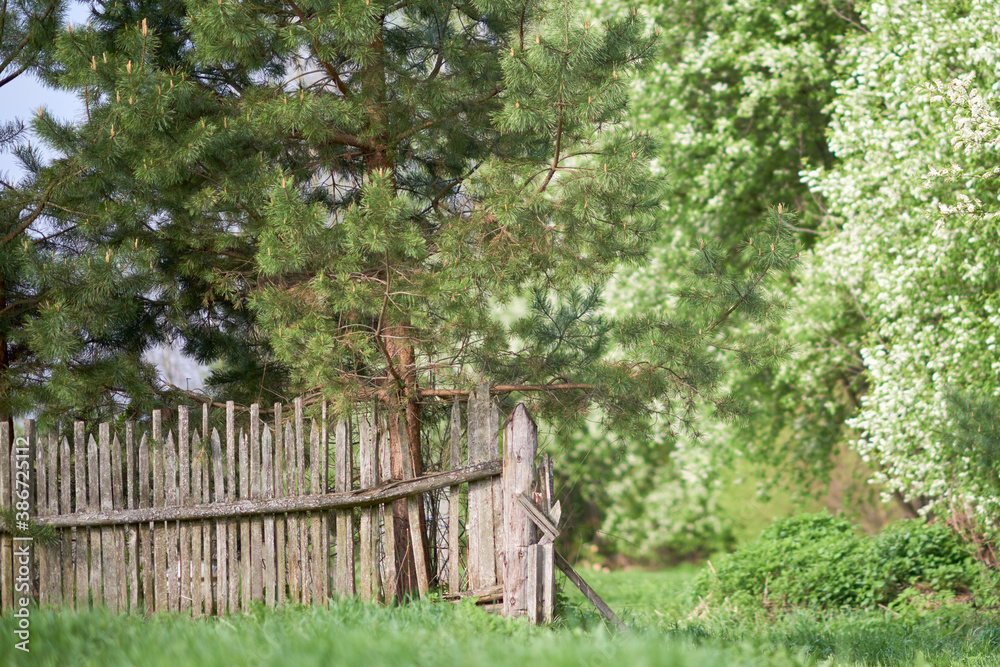Old fence, pine. Old fence, pine.