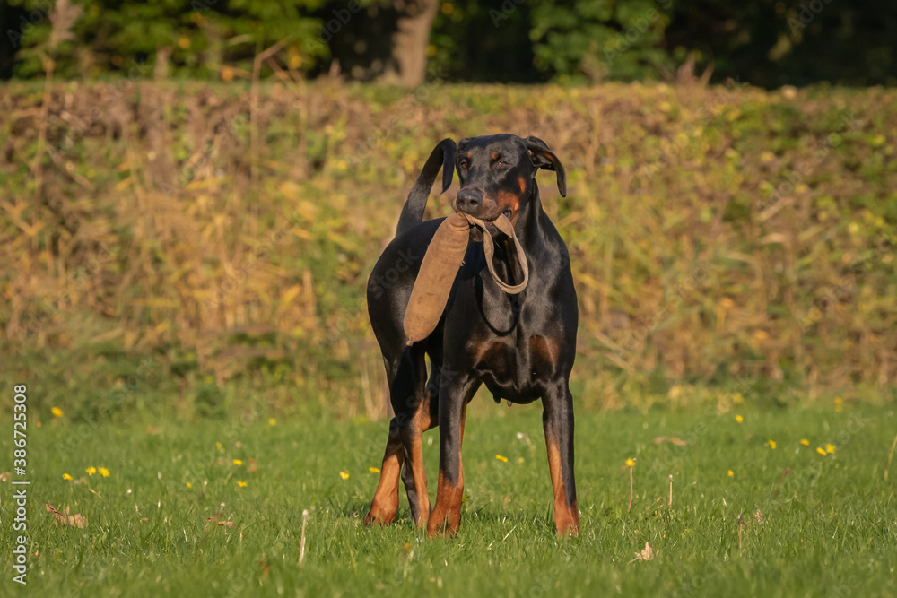 Doberman dog K9 in training Doberman dog K9 in training