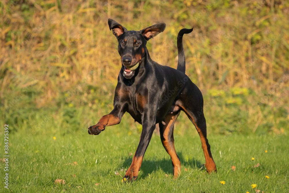 Doberman dog K9 in training Doberman dog K9 in training