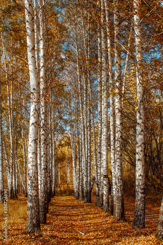 autumn landscape birch grove tall trees with white trunks and bright yellow leaves on a sunny day