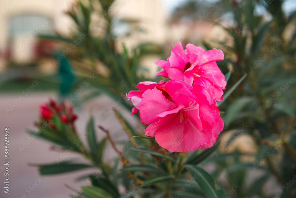 Beautiful pink fragrant flower against the background of burning greenery.