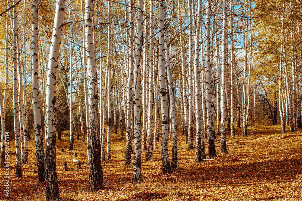 Fototapeta premium autumn landscape birch grove tall trees with white trunks and bright yellow leaves on a sunny day