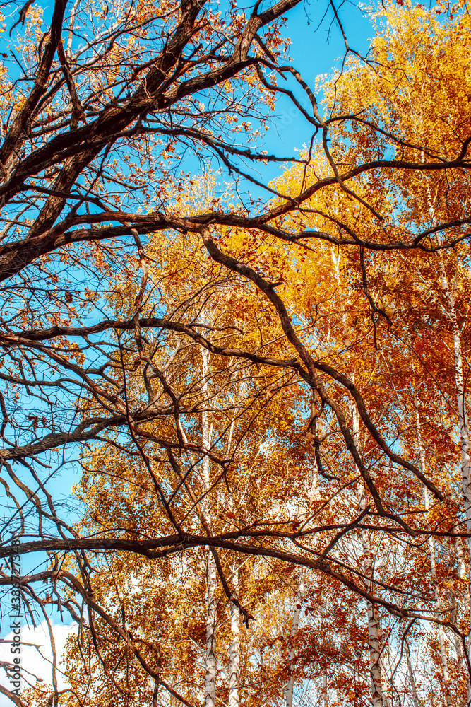autumn landscape large old dried trees with gnarled branches against the background of a birch grove with bright yellow leaves on a sunny day