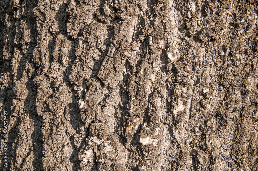 Bark tree texture; may be used as a seamless background. Bark tree texture; may be used as a seamless background.