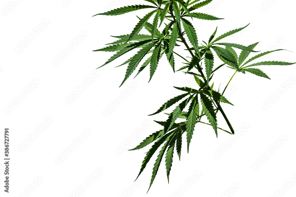 Cannabis plant branch isolated on the white background. Selective focus. Cannabis plant branch isolated on the white background. Selective focus.