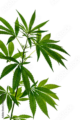 Young marijuana plant isolated on a white background. Selective focus.