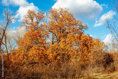 autumn forest trees with bright yellow leaves on a blue sky background with white clouds on a sunny day