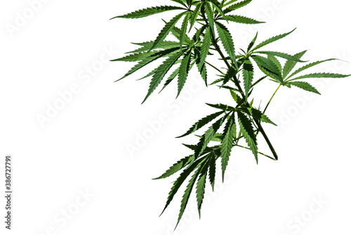 Cannabis plant branch isolated on the white background. Selective focus.
