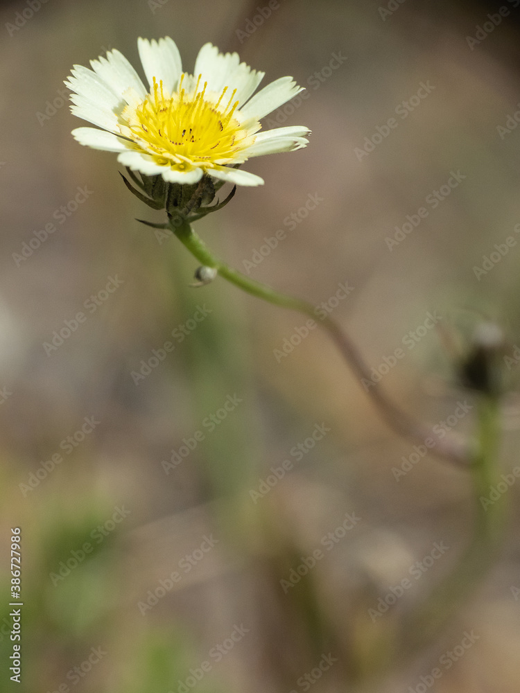 a wild daisy alone on the mountain a wild daisy alone on the mountain