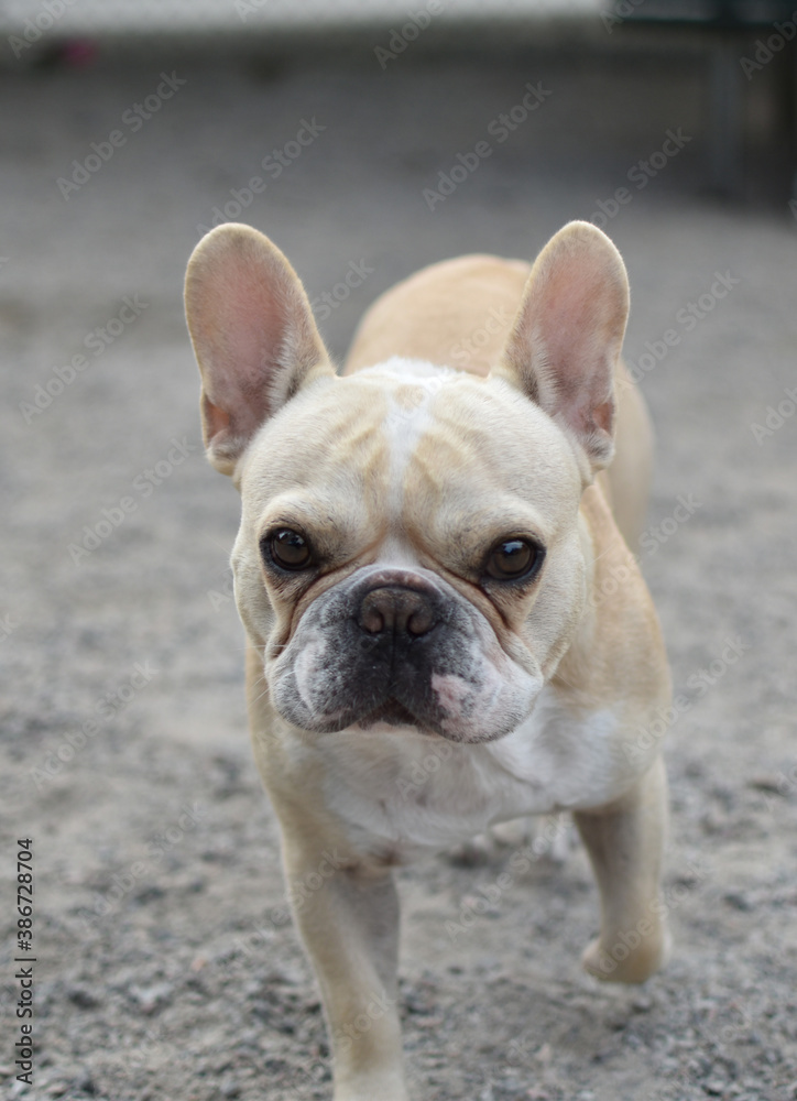 french bulldog puppy portrait