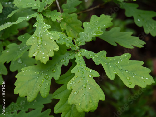 Regentropfen auf Blättern einer jungen Stieleiche (Quercus robur L.)