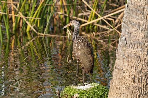 Limpkin hunting for an Apple Snail for food photo