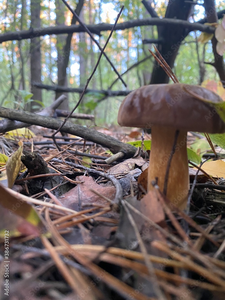Obraz premium mushrooms in the forest