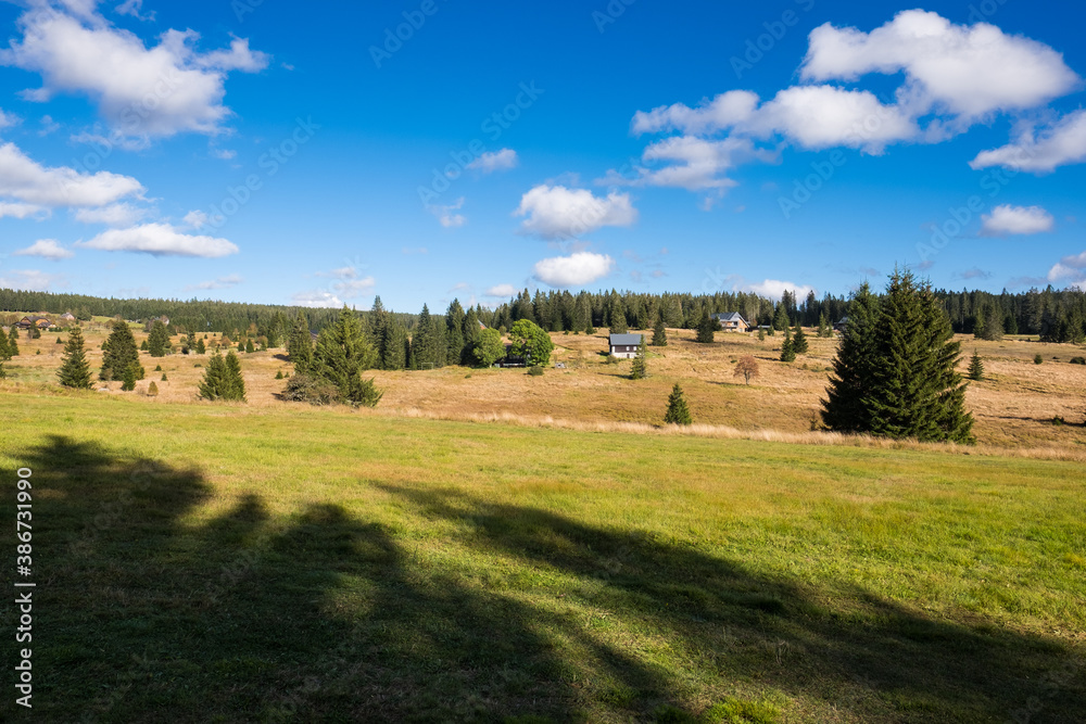 summer landscape, tall trees and blue sky, bohemian forest, czech republic summer landscape, tall trees and blue sky, bohemian forest, czech republic