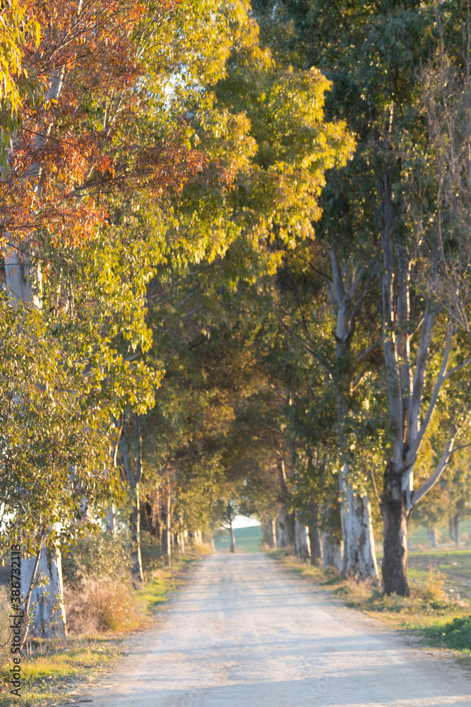 Naklejka premium naturaleza_2020_10_eucaliptos_005