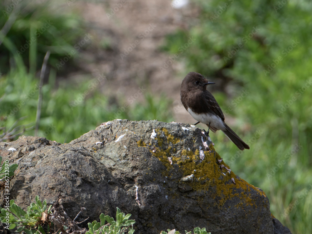 Fototapeta premium Black Phoebe in Southern California