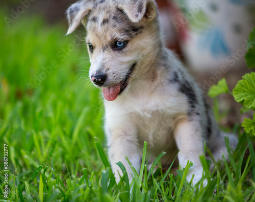 Little Border Collie Blue Merle puppy