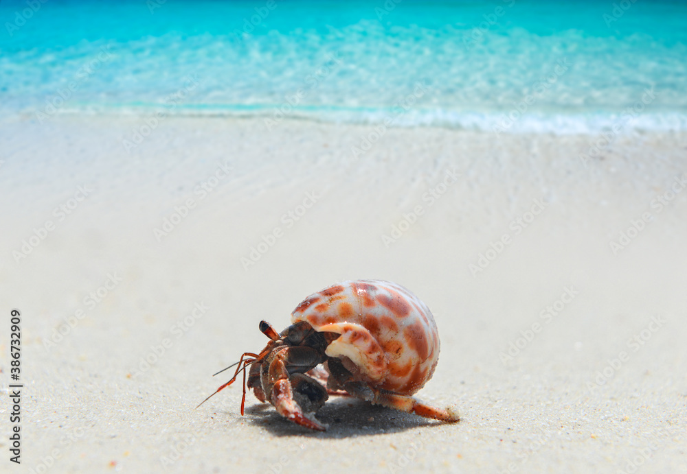 Hermit crab walking on the beach. Hermit crab walking on the beach.