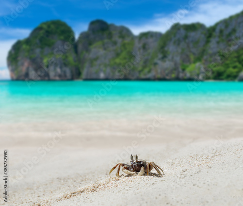 Ghost crab on the sand beach and sea.