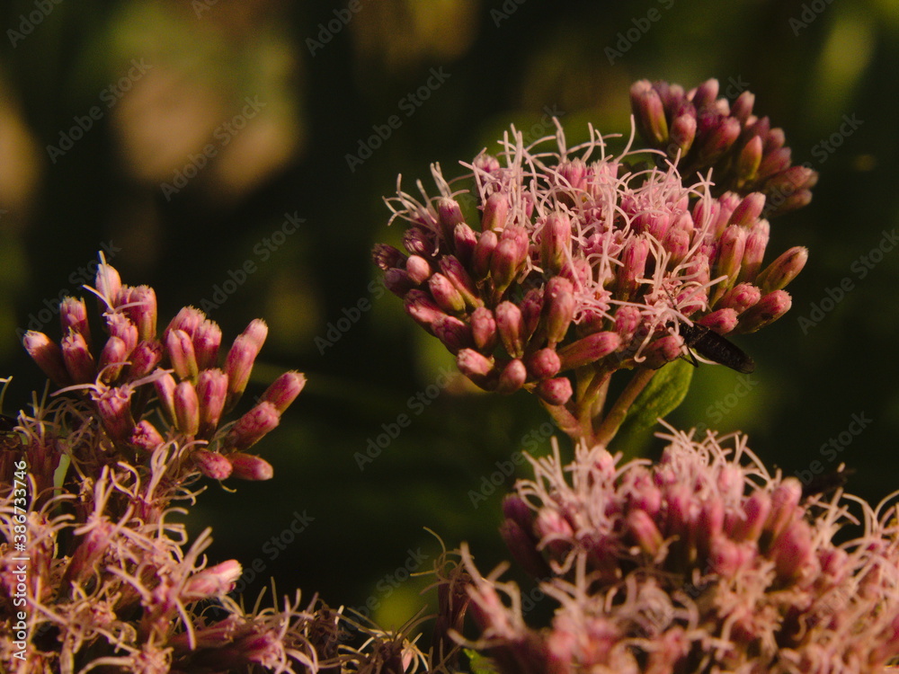 kwiaty, makro, pączki kwiatów, polne kwiaty, lato na łące