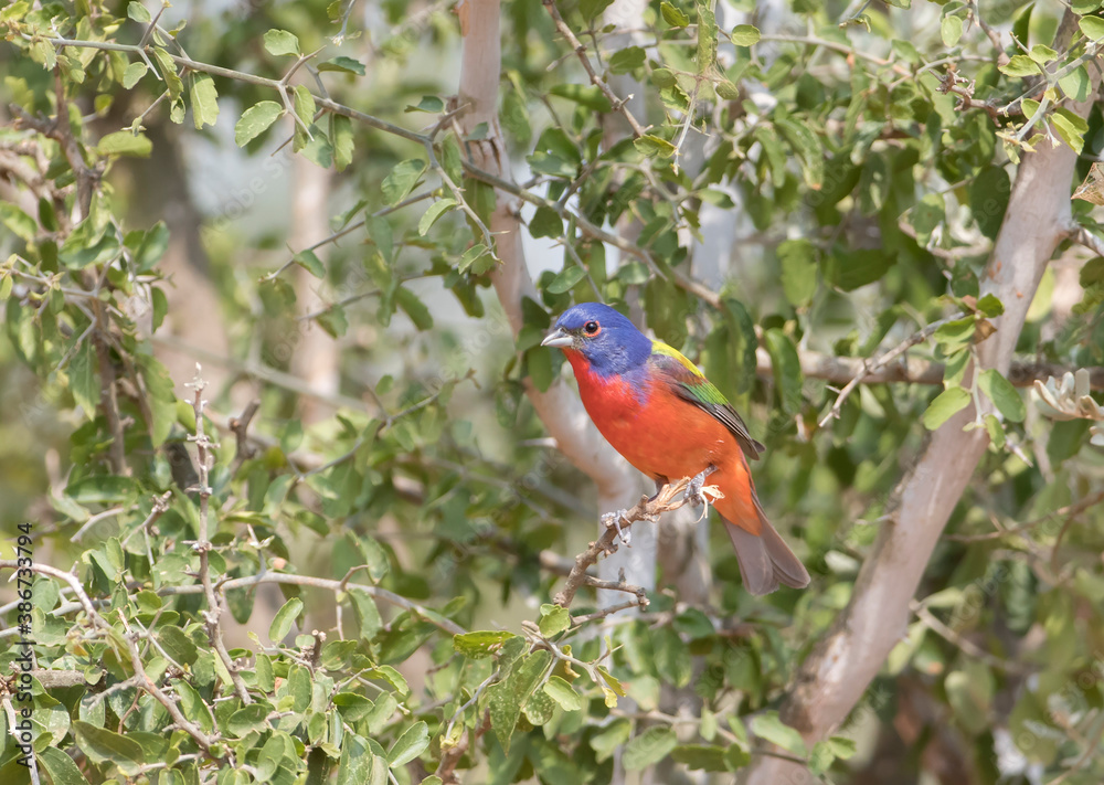 Beautiful male Painted Bunting Beautiful male Painted Bunting