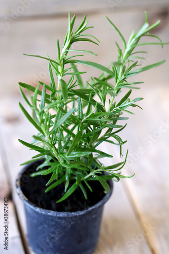 Rosemary grows in a pot. Growing greens. Eco products.