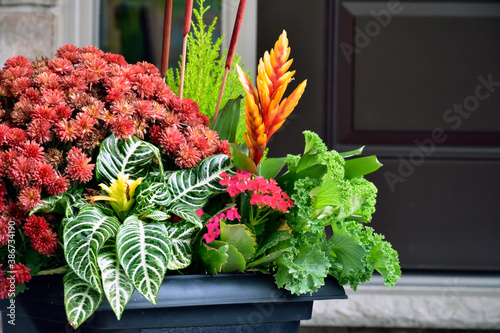colourful mix in the fall garden