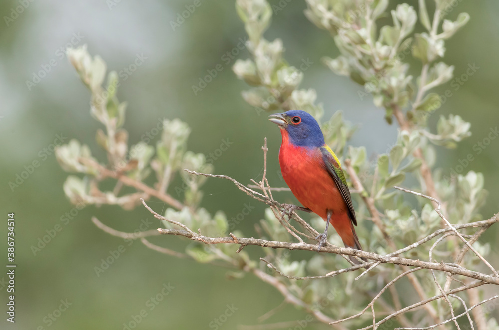 Beautiful painted Bunting in Texas