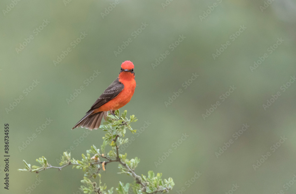 Vermillion Flycatcher in Southern Texas Vermillion Flycatcher in Southern Texas