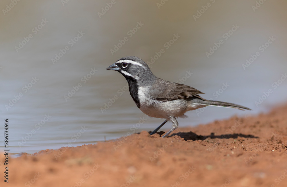 Black-throated Sparrow drinking water Black-throated Sparrow drinking water