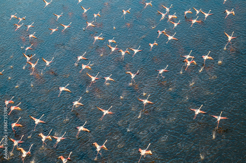 flying flamingos and their shadows reflected in the sea