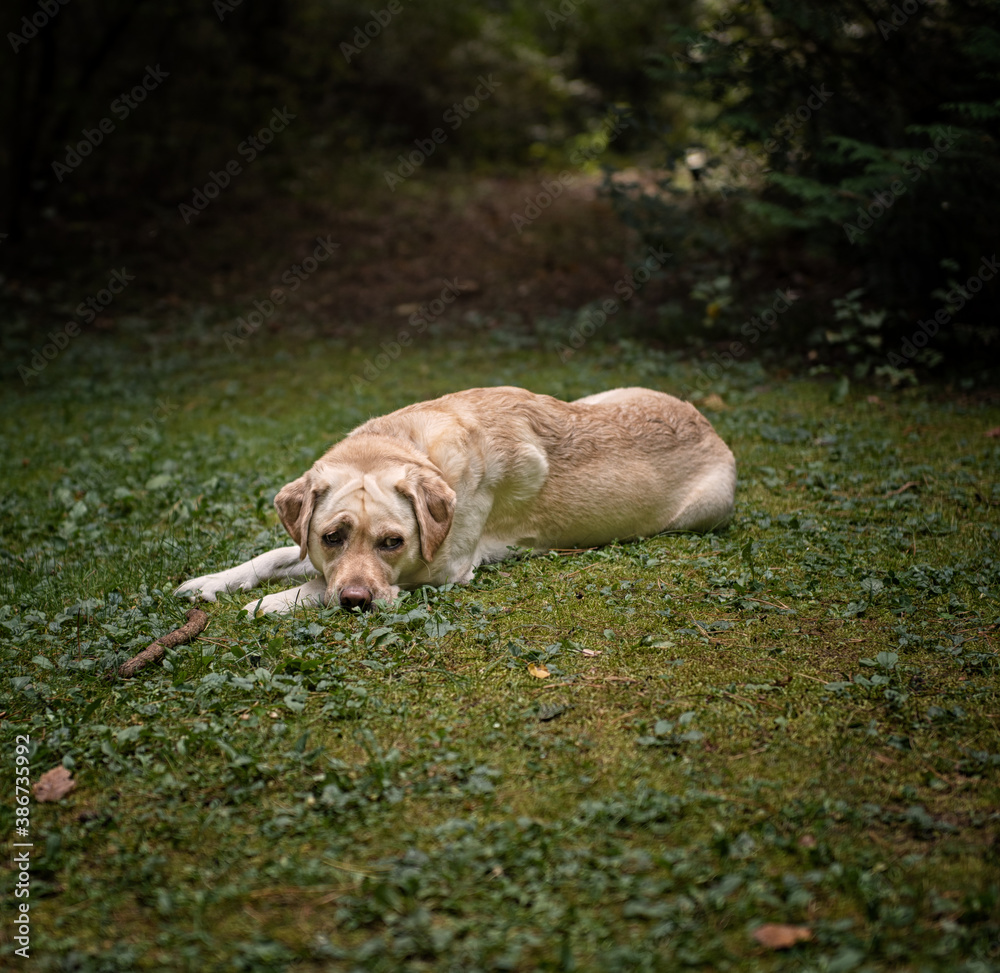 Labrador dog in the forest