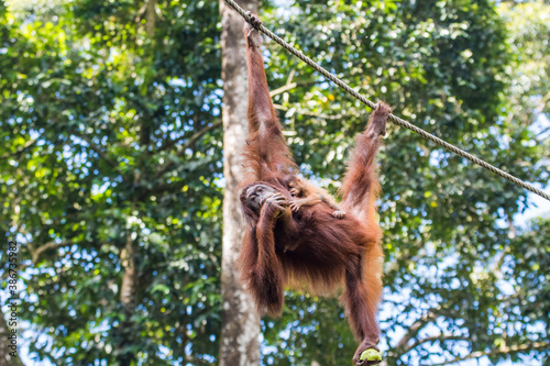 Orangutans in Sepilok, Sabach Borneo Malaysia photo