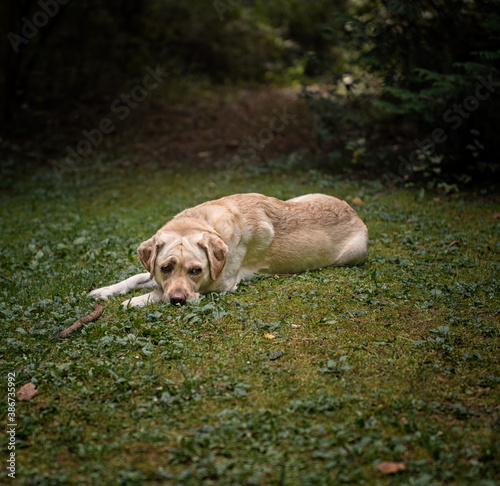 Labrador dog in the forest