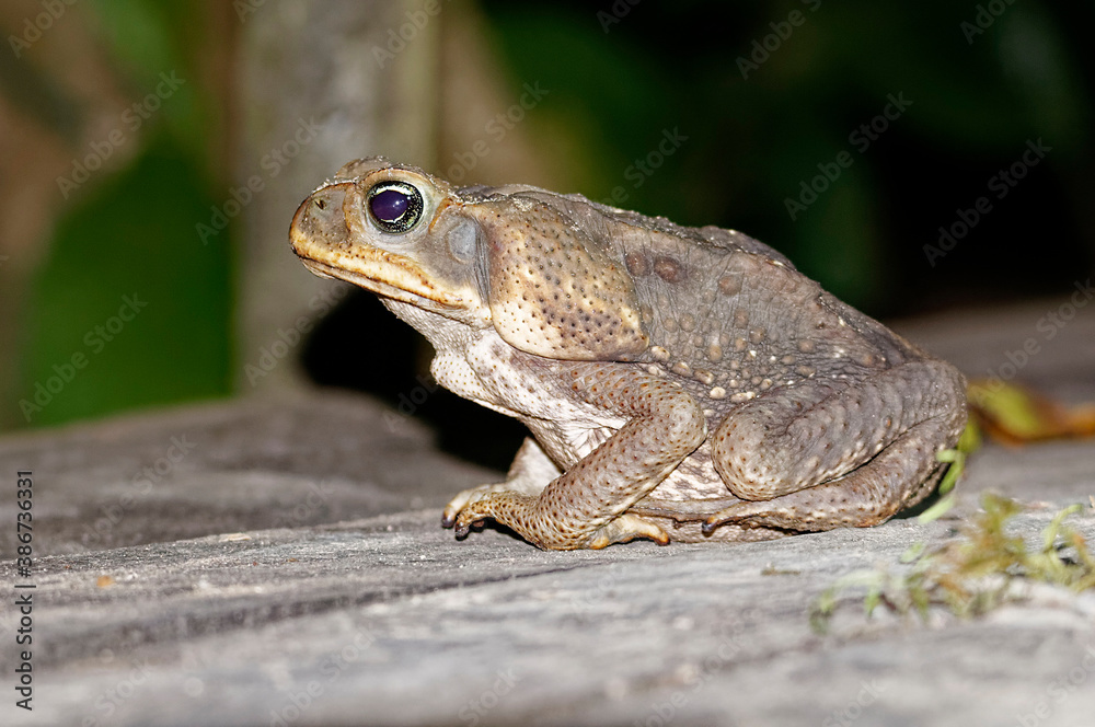 Fototapeta premium Cane toad (Bufo marinus) in Carara National Park, Costa Rica
