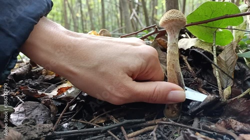 Mushroom picker cuts edible forest mushrooms with a knife (Honey mushrooms). These mushrooms grow on birches, stumps in mixed forests. photo