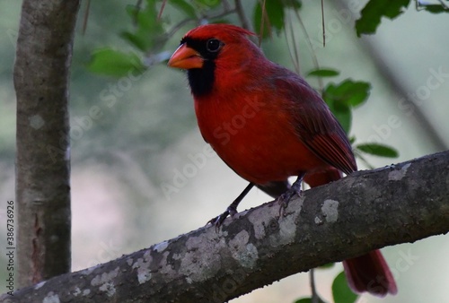 Cardinal perched atop a mossy branch