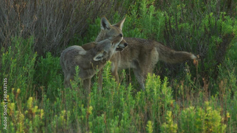 2 Adult Coyotes Nuzzle Faces and Interact Close Up in Slo Mo. 2 Adult Coyotes Nuzzle Faces and Interact Close Up in Slo Mo.