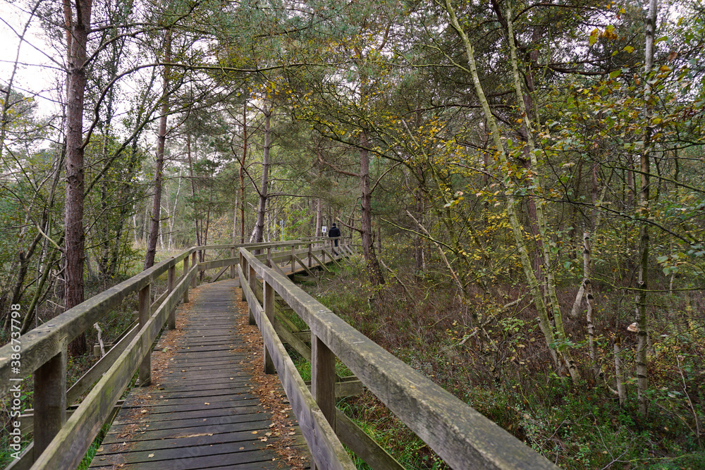 Holzpfad Totes Moor im Naturschutzgebiet Steinhuder Meer Holzpfad Totes Moor im Naturschutzgebiet Steinhuder Meer