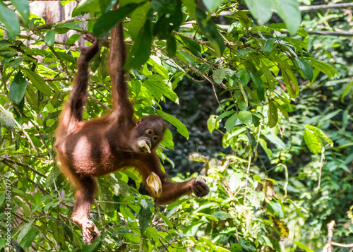 Orangutans in Sepilok, Sabach Borneo Malaysia photo