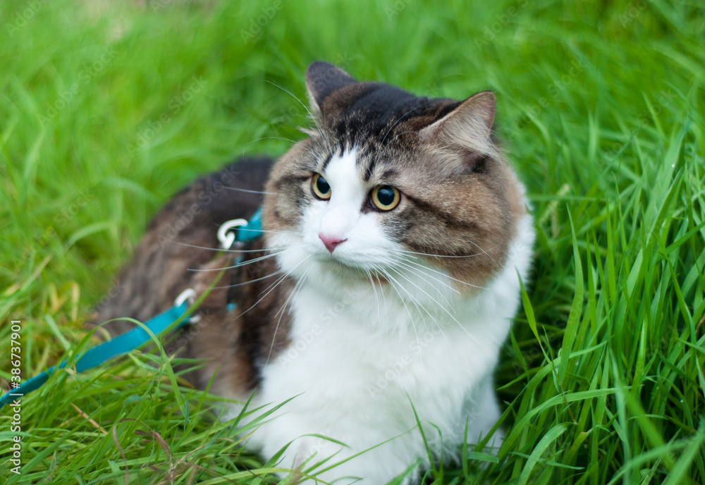 A beautiful Kurilian Bobtail cat walks sits in the green grass. Pet, close-up portrait. Fluffy cat bicolor striped.