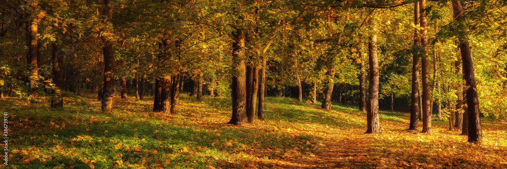 wide panoramic view of the autumn morning hilly park with deciduous trees and fallen leaves. gold autumn. colorful bright colors of october