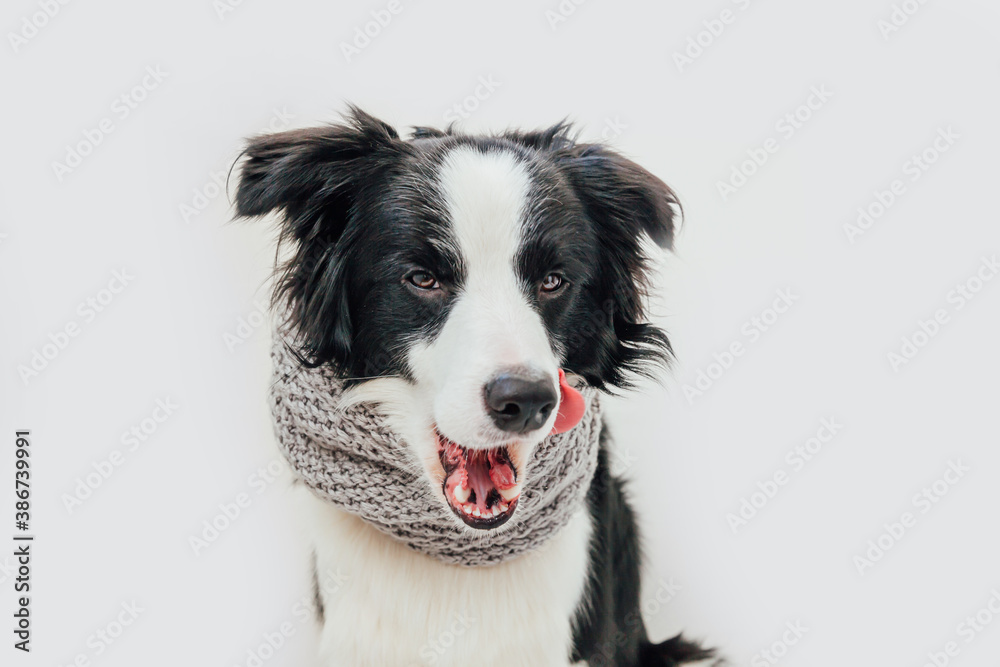 Funny studio portrait of cute smiling puppy dog border collie wearing warm clothes scarf around neck isolated on white background. Winter or autumn portrait of little dog.