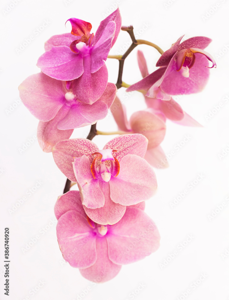 branch with pink Orchid flowers on a white background